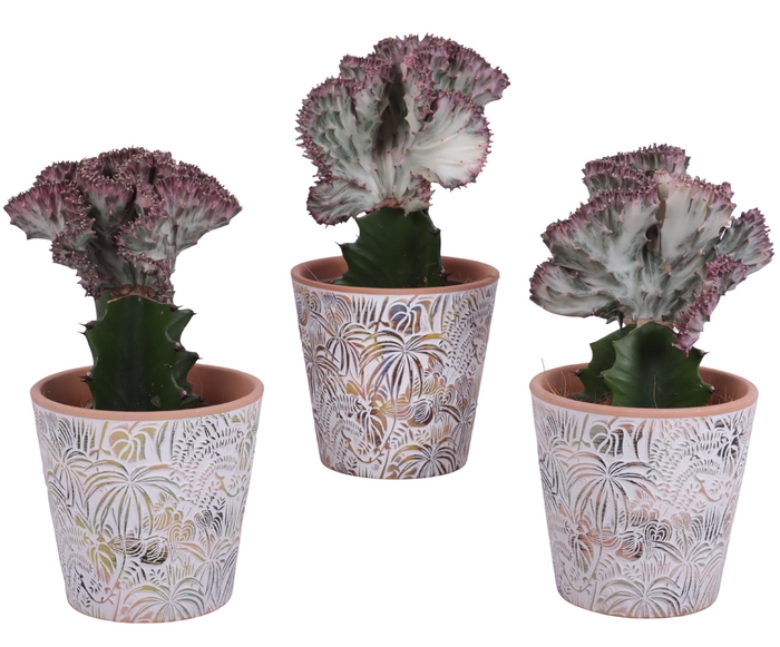 <h4>Euphorbia Lactea Ø12cm in Ø14cm Ceramic Pot Jungle</h4>