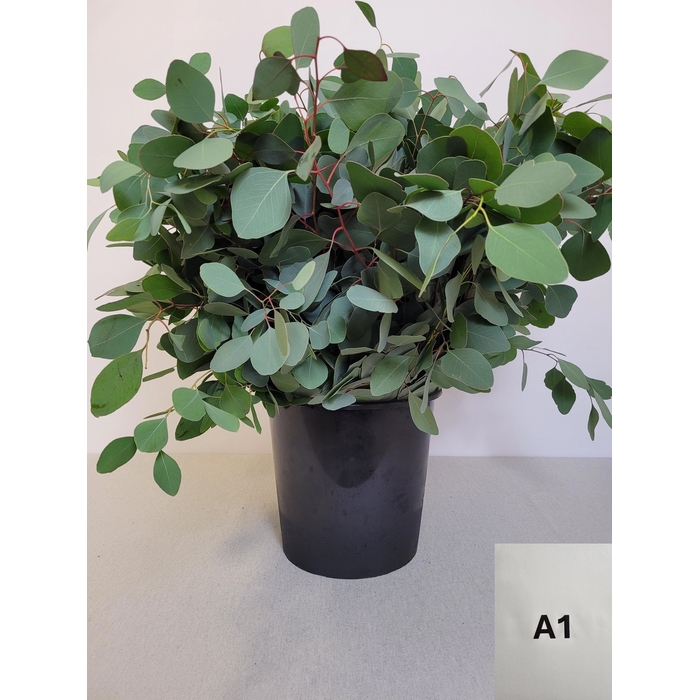 <h4>EUC POPULUS PER STEEL -IT-</h4>