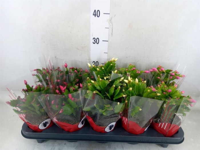 <h4>Schlumbergera   ...</h4>