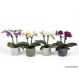 PHALAENOPSIS-HYBRID