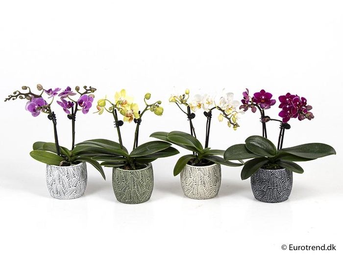 <h4>PHALAENOPSIS-HYBRID</h4>
