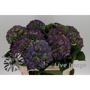 Hydrangea verena blue classic