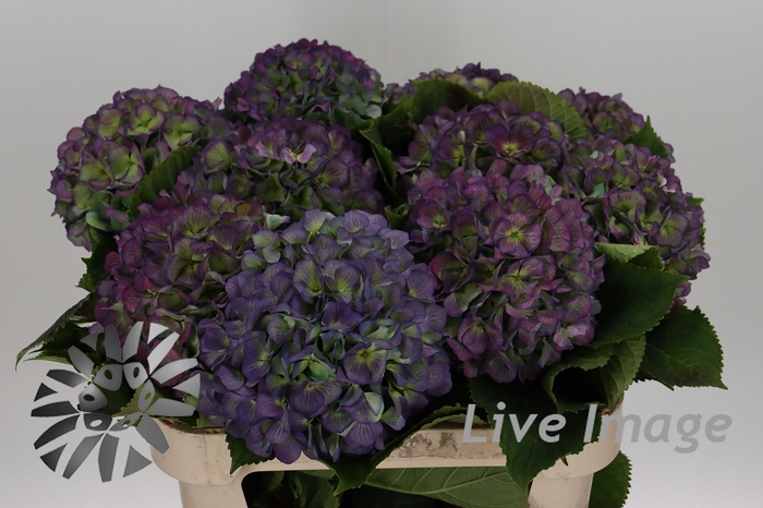 <h4>Hydrangea verena blue classic</h4>