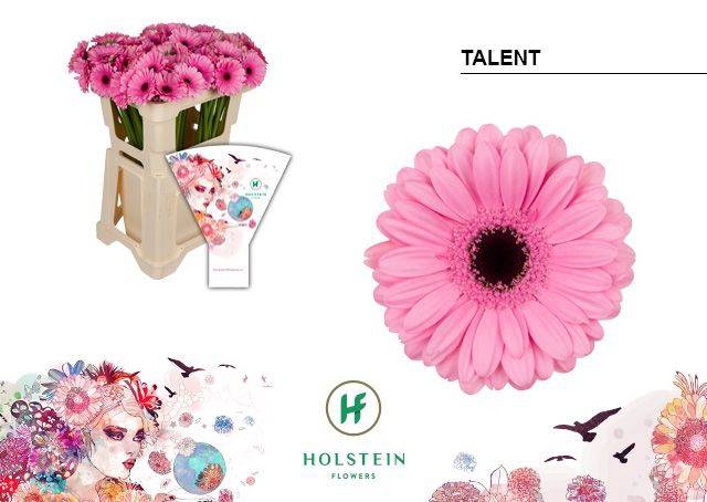 <h4>GE MI TALENT</h4>