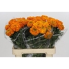 Tagetes Marigold Promise Orange