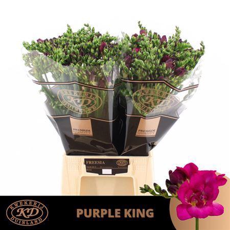 <h4>Fr Du Purple King</h4>