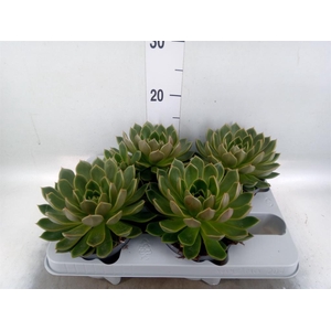 Echeveria   ...not flowering