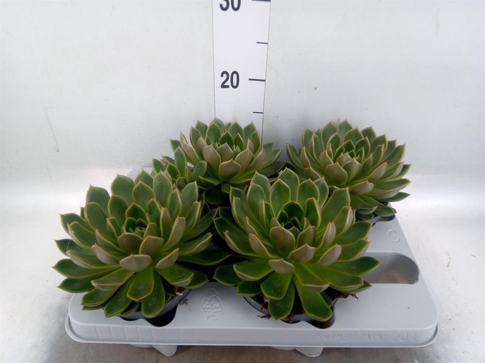 <h4>Echeveria   ...not flowering</h4>