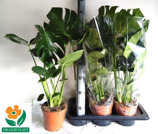Monstera deliciosa 17Ø 70cm
