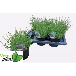 LAVAN AN ESSENCE PUR