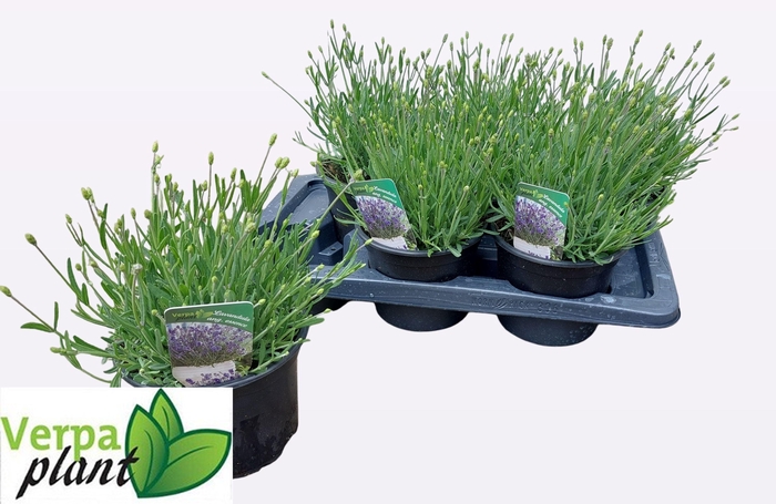 <h4>LAVAN AN ESSENCE PUR</h4>