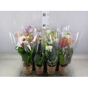 Phalaenopsis   ...mix