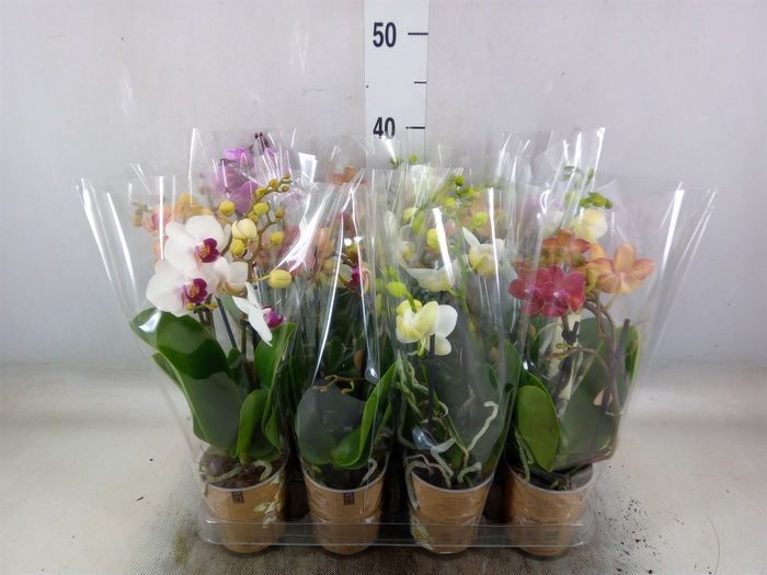 <h4>Phalaenopsis   ...mix</h4>