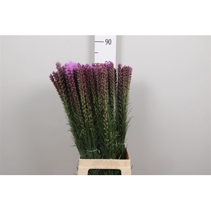 Liatris Spicata