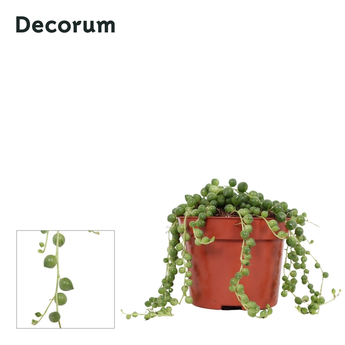 <h4>Senecio rowleyanus Decorum</h4>