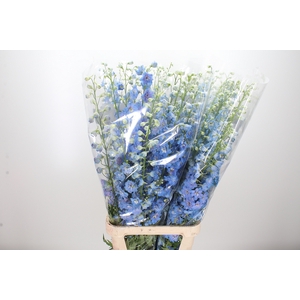 Delphinium Centurion Skyblue