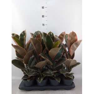 Ficus elastica 'Belize'