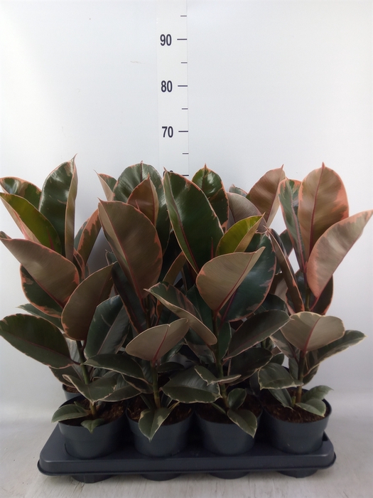 <h4>Ficus elastica 'Belize'</h4>