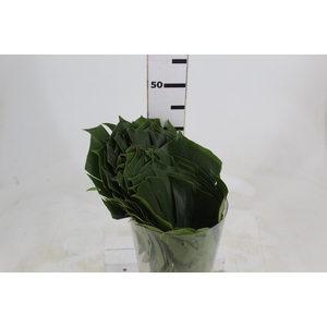 FOLHAGEM MONSTERA DELICIOSA 030 CM