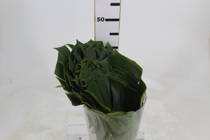<h4>FOLHAGEM MONSTERA DELICIOSA 030 CM</h4>