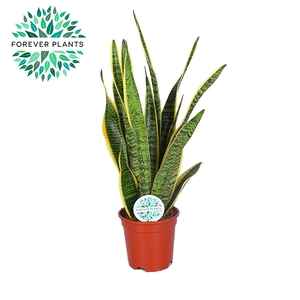 Sansevieria Laurentii p17 (niet MPS gecertificeerd)