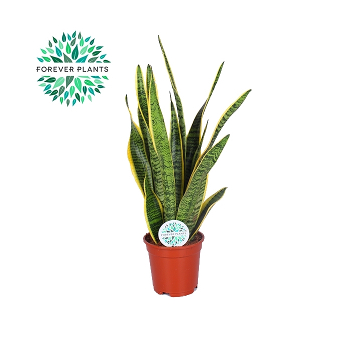 <h4>Sansevieria Laurentii p17 (niet MPS gecertificeerd)</h4>