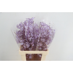 DF Lunaria silverleaf Bs Milka