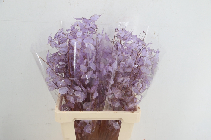 <h4>DF Lunaria silverleaf Bs Milka</h4>