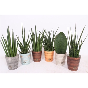 Sansevieria Luxe mix in Rough & Tough cup