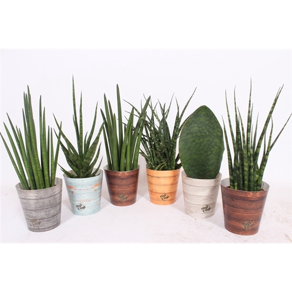 <h4>Sansevieria Luxe mix in Rough & Tough cup</h4>