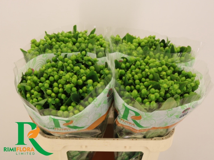 <h4>HYP MAG MIRAGE</h4>