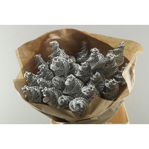 Droog Lata Wokkel Zilver X25