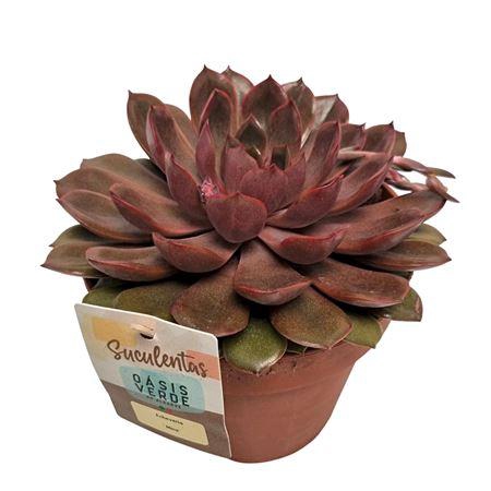 <h4>Echeveria Mina</h4>