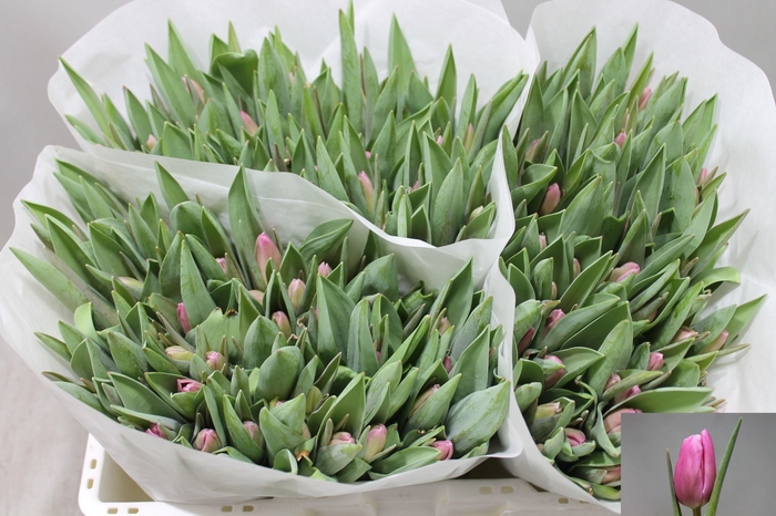 <h4>TU EN JUMBO PINK</h4>