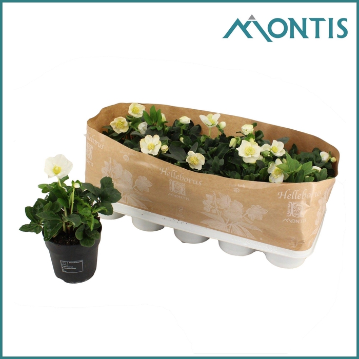 <h4>Helleborus nig. Christmas Carol</h4>