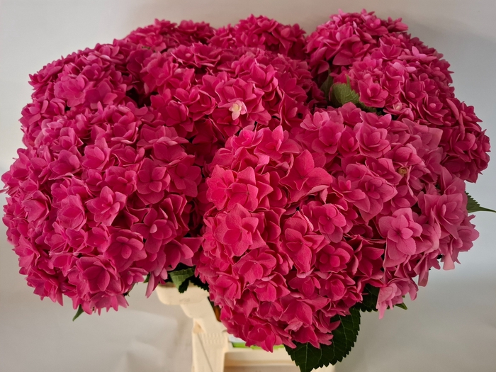 <h4>HYDR M ROY KISS</h4>