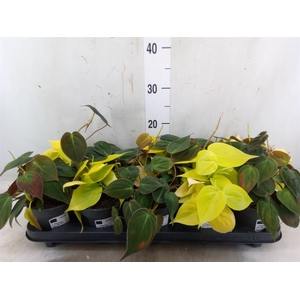 Philodendron scand. subsp. micans