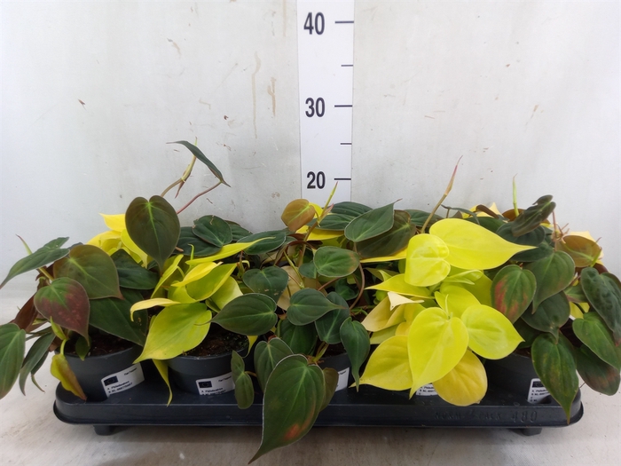 <h4>Philodendron scand. subsp. micans</h4>