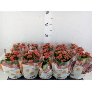 Kalanchoe blos. 'RosDon Victorio'