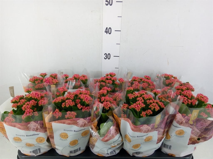<h4>Kalanchoe blos. 'RosDon Victorio'</h4>