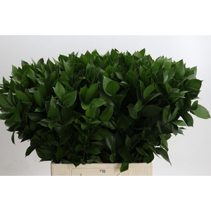 Ruscus aculeatus   ...groot blad