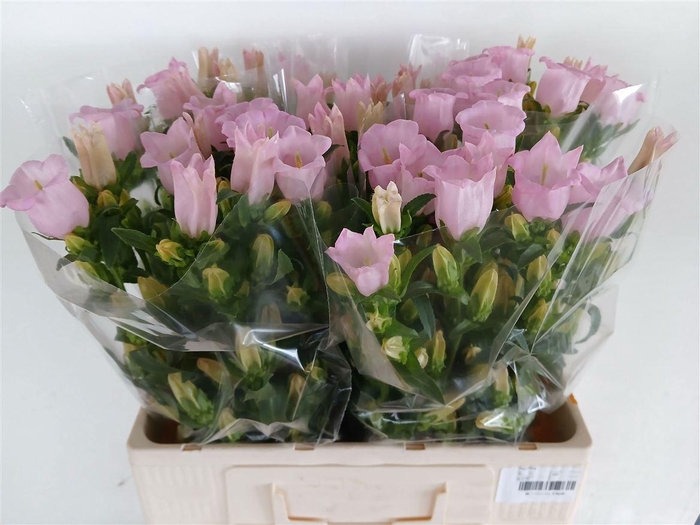 <h4>Camp M Pearl Pink</h4>