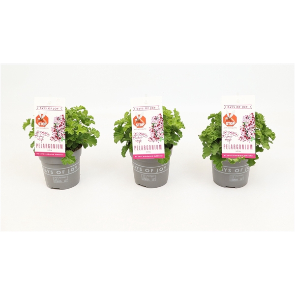 <h4>Pelargonium 'Nova' Anti-Mosquito</h4>