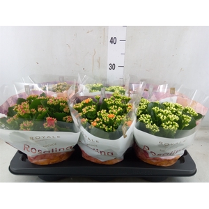 Kalanchoe blos. 'RoyalDon'   ..mix