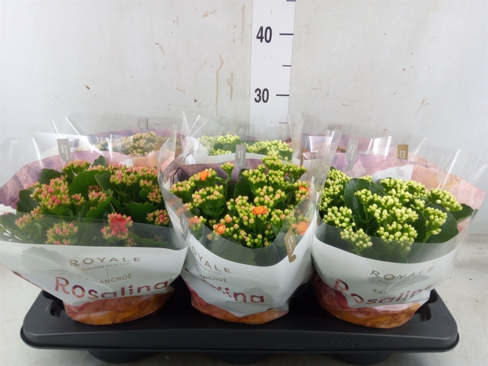 <h4>Kalanchoe blos. 'RoyalDon'   ..mix</h4>