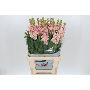 Matthiola Iron Apricot