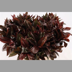 Cordyline Purple Compactum