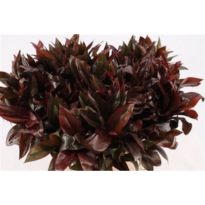Cordyline Purple Compactum