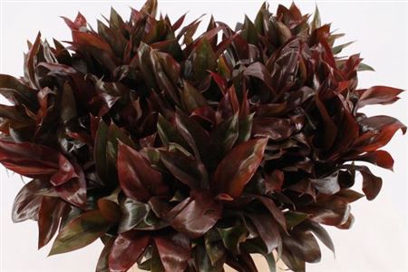 <h4>Cordyline Purple Compactum</h4>