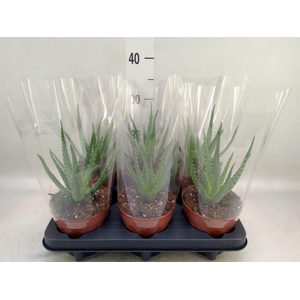 Aloe arborescens